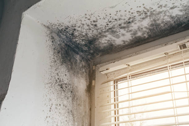 Affordable Hvac And Air Duct Mold Remediation solutions in Clearwater, MN